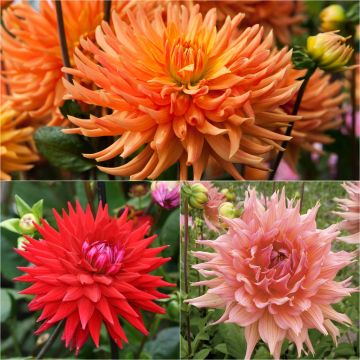 Collectie 3 dahlia's semi-cactus, warme tinten