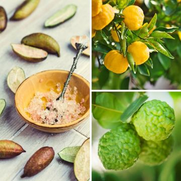 Collectie Gourmet Citrus voor in de keuken Collectie Gourmet Citrus voor in de keuken