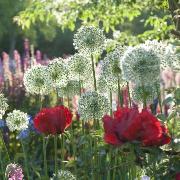 Collectie Allium & Oosterse Papaver