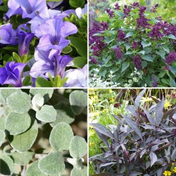 Eenjarige collectie Bourgogne rapsodie