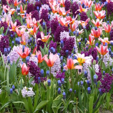 Collectie Romantische Wandeling