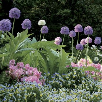 Collectie Bubble Gum