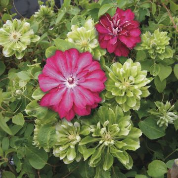 Collectie Passie voor Clematissen