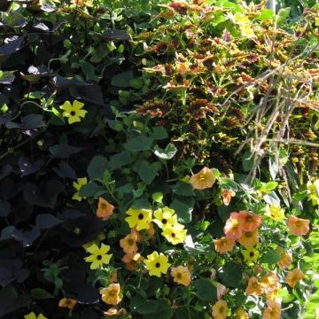 Zonsondergang Collectie