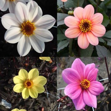 Collectie Dahlias Happy Single