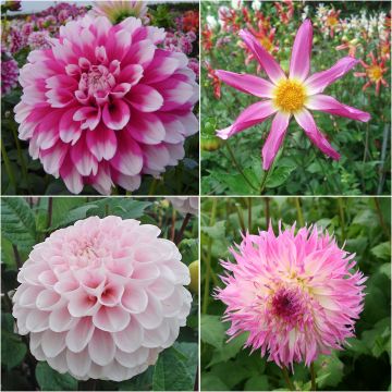 # Dahlia Collectie Bohème  <think> Analyse du titre : - "Collection" → "Collectie" (terme e-commerce standard) - "Dahlias" → "Dahlia" (nom botanique, singulier collectif en néerlandais) - "Bohême" → "Bohème" (style, garde l'accent pour l'aspect décoratif/