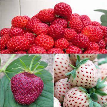 Collectie van 3 aardbeienplanten Framberry, Cherry Berry, Pineberry