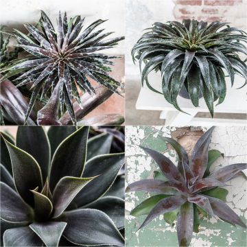 Collectie van 4 Mangaves