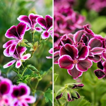 # Collectie geurpelargoniums tegen muggen - Geurende Pelargonium  **Ontdek onze selectie geurpelargoniums met muggenwerende eigenschappen**  Geurpelargoniums (*Pelargonium* spp.) zijn niet alleen decoratief, maar ook uiterst functioneel in de tuin of op h