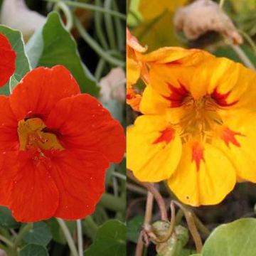 Collectie van 5 Oost-Indische kers (Tropaeolum majus)