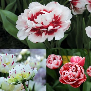 Collectie Lippenstift