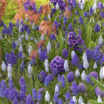 Collectie Muscari en Hyacinten