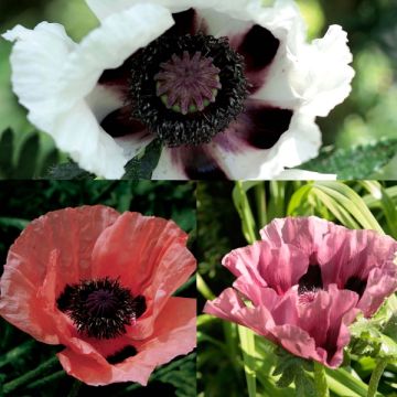 Collectie 3 Oosterse papavers Victoria Louise, Perry's White, Patty's Plum