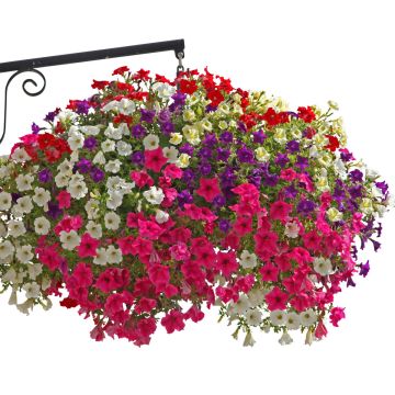 # Collectie 5 Petunia's Surfinia enkel