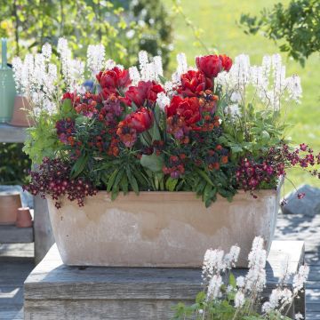 Collectie Voorjaar Vurig Rood