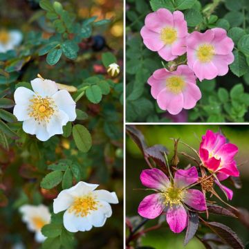 Collectie Wilde rozen