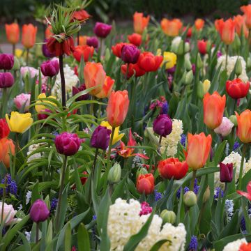 Collectie Oriëntaals Tapijt