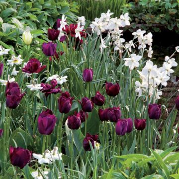 Collectie Fluweel en Satijn