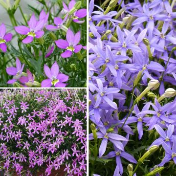 Collectie 3 Laurentia's of Isotoma's