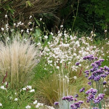 Collectie 3 Onmisbare vaste planten voor de volle zon