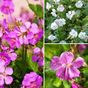 Collectie Vaste Geraniums Bodembedekkers