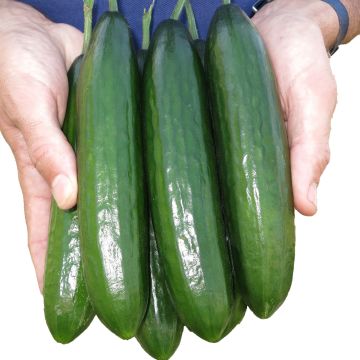 Komkommer Crokdelis F1 (jonge planten - geënt) Komkommer Crokdelis F1 (jonge planten - geënt)