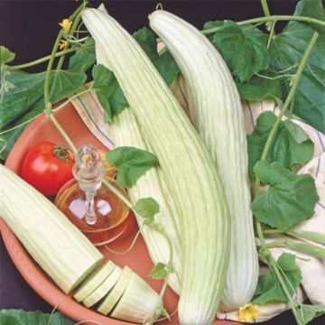 Komkommer White Wonder Komkommer White Wonder