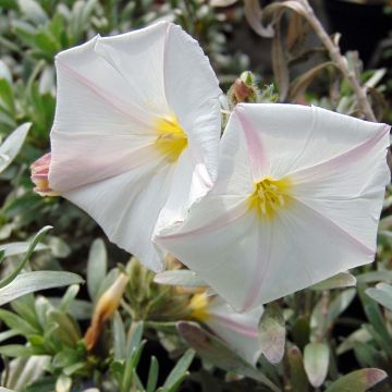 Convolvulus cneorum - Zilverwinde