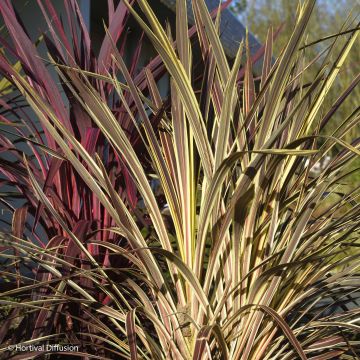 Cordyline banksii Electric Flash - Koolpalm
