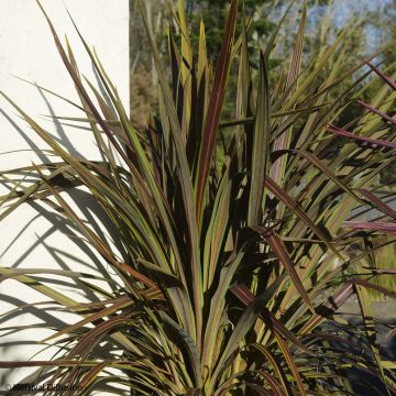 Cordyline Electric Star - Koolpalm