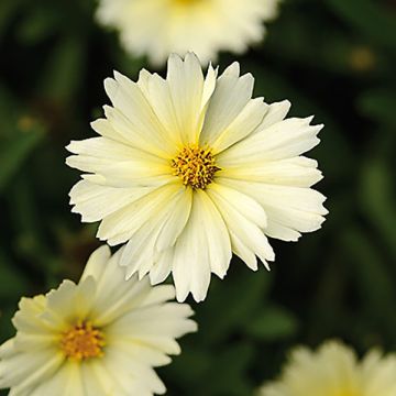 Coreopsis Uptick Cream - Meisjesogen