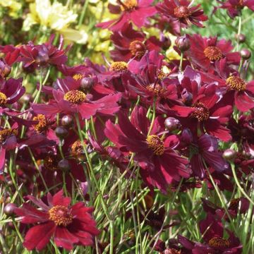 Coreopsis rosea Limerock Ruby - Roze meisjesogen Coreopsis rosea Limerock Ruby - Roze meisjesogen