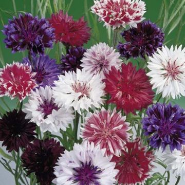 Korenbloem Frosty Mix (zaad) - Centaurea cyanus