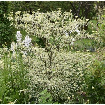 Cornus alternifolia Argentea - Pagodekornoelje