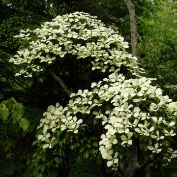 Cornus hongkongensis - Kornoelje