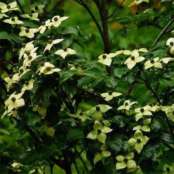 Cornus kousa Wieting's Select - Japanse kornoelje