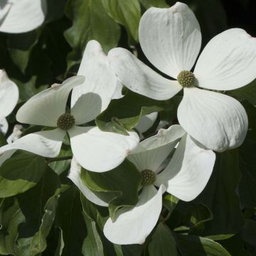 Cornus kousa Venus - Japanse kornoelje