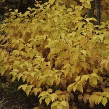 Cornus sanguinea Mid Winter Fire - Rode kornoelje