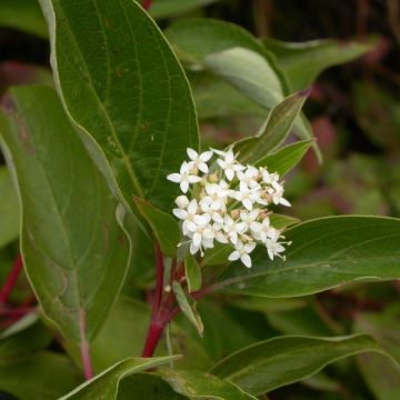 Cornus sericea Kelseyi - Canadese kornoelje