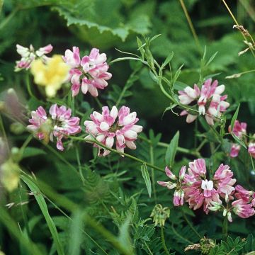 Coronilla varia - Bont kroonkruid