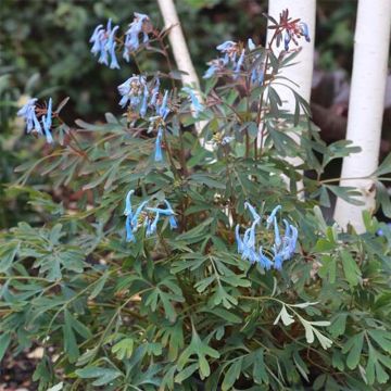 Corydalis flexuosa Porcelain Blue - Helmbloem