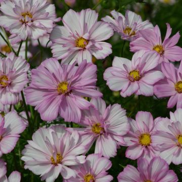 Cosmea Cosimo Collarette (zaad) - Cosmos bipinnatus