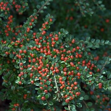 Cotoneaster horizontalis - Vlakke dwergmispel