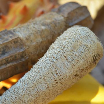 Sponskomkommer BIO Ferme de Sainte Marthe - Luffa cylindrica