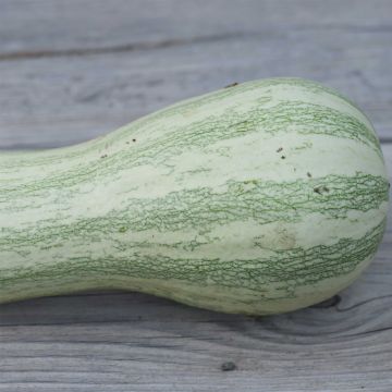 Pompoen Striped Cushaw BIO - Ferme de Sainte Marthe