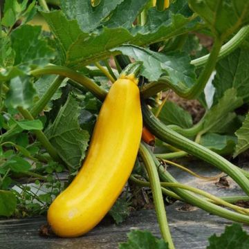 Courgette BIO - Ferme de Sainte Marthe