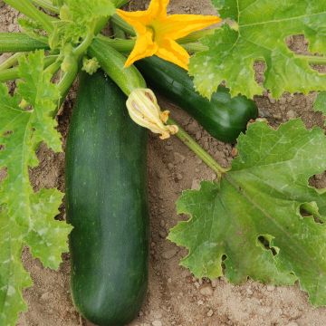 Courgette Groene van Milaan BIO - Ferme de Sainte Marthe