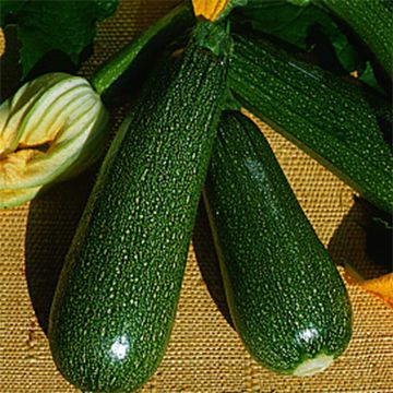 Donkergroene niet-rankende courgette BIO - Ferme de Sainte Marthe