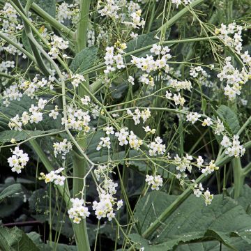 Crambe cordifolia - Bolletjeskool