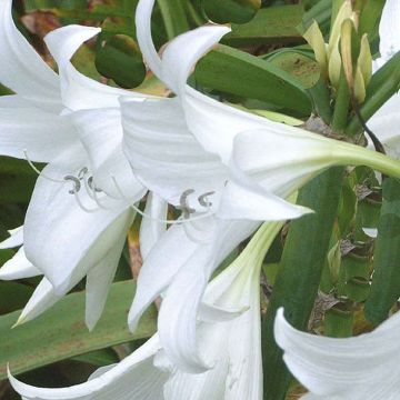 Crinum powellii Wit - Haaklelie